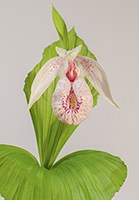 Cypripedium formosanum